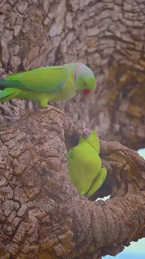 Parrots Stockbeeldmateriaal 330356395