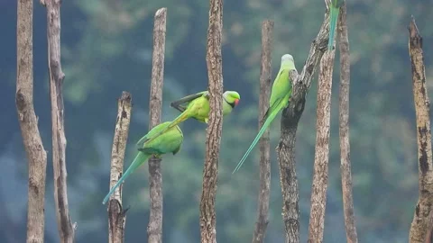 Parrots in forest chilling . Stock Footage 141964315