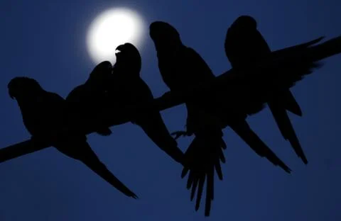 Parrots at full moon Stock Photos