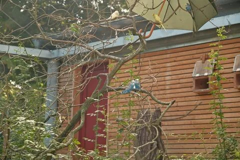 Parrots in the garden Stock Photos
