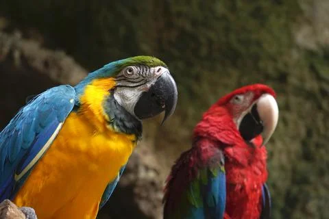 Parrots gossip Stock Photos