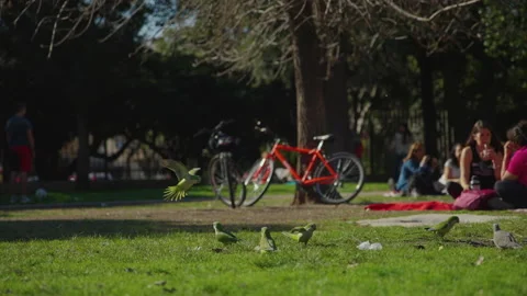 Parrots on the grass slowmotion Stock Footage 159909556