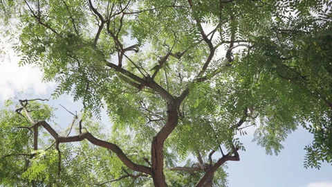 Parrots in Green Tree 스톡 동영상 327445930