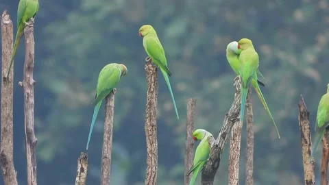 Parrots in ground and chilling . 스톡 동영상 141964590