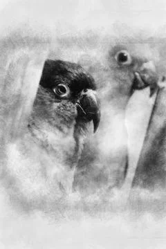 Parrots hand drawing effect with pencils 스톡 일러스트