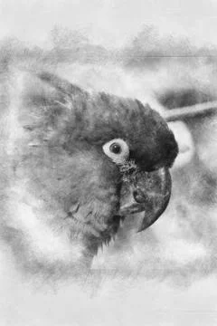 Parrots hand drawing effect with pencils 스톡 일러스트