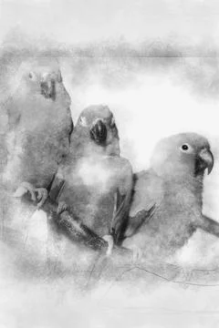 Parrots hand drawing effect with pencils 스톡 일러스트