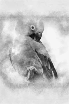 Parrots hand drawing effect with pencils 스톡 일러스트