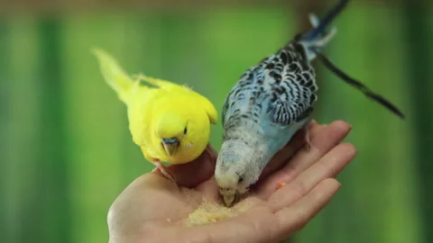 Parrots Hand-Feed Close-up Video stock 296039739