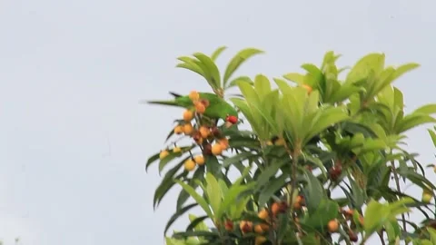Parrots Having a Snack 1 Video stock 150983386
