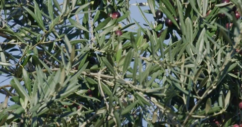 Parrots Hidden On Olives Tree Leaves Stock Footage 333550841