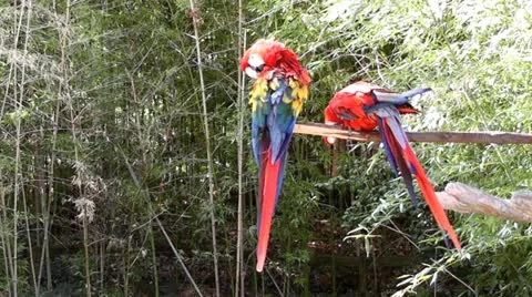 Parrots I Stock Footage 20504895