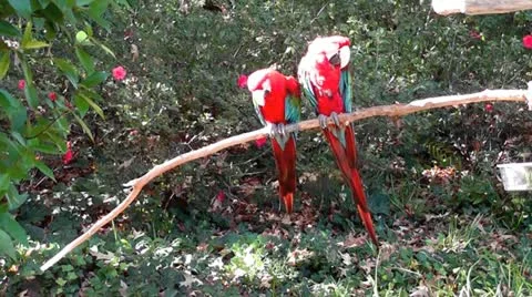 Parrots II Stock Footage 20504801