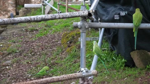 Parrots at Imperial Forums in Rome 스톡 동영상 328643906