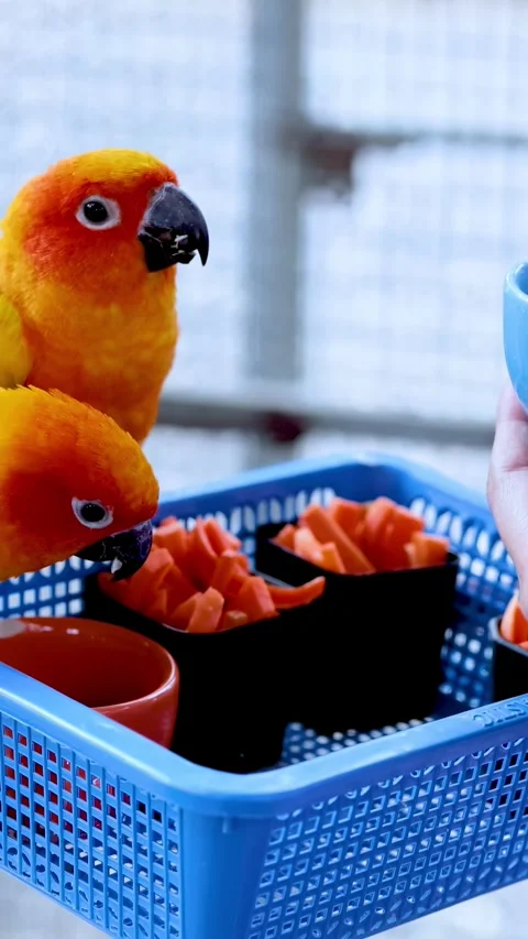 Parrots Interacting at Floating Market Stock Footage 309500166