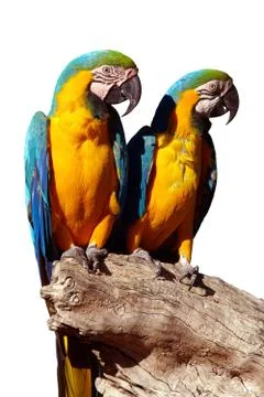Parrots isolated Stock Photos