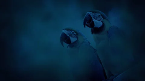 Parrots In The Jungle In The Evening Shallow Focus Stock Footage 332305466
