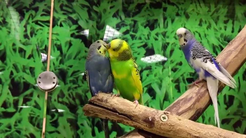 Parrots Kiss Stock Footage 78943022