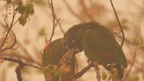 Parrots loving each other during wildfire 2020 in Brazil Video stock 140644601