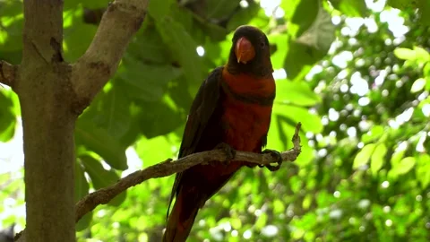 Parrot's, Macaw Parrot on tree Stockbeeldmateriaal 140787369