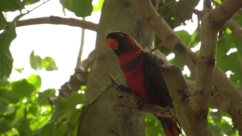 Parrot's, Macaw Parrot on tree Stock Footage 141179272
