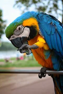 Parrots, macaws stand on a street 写真素材