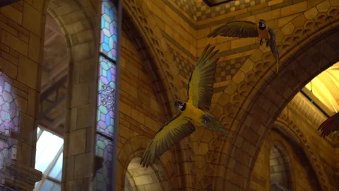 Parrots in The  Museum  Stock-Footage 84317854
