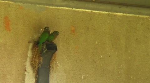 Parrot's Nest Stock Footage 33069550