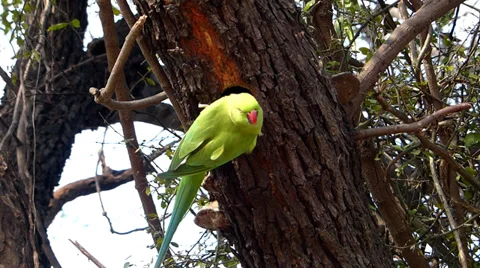 Parrots nesting Stock Footage 35487936