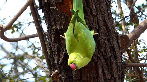 Parrots nesting Stock Footage 35488064