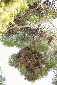 Parrots nesting in a large twig nest on a pine tree Stock Photos