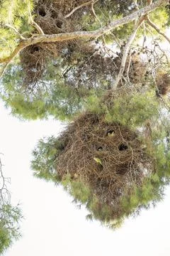 Parrots nesting in a large twig nest on a pine tree Stock Photos