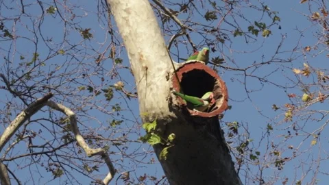 Parrots Nesting in a Tree Hollow Video stock 300084526