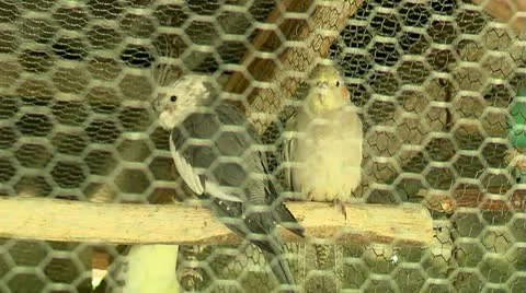 Parrots Nymph, Video stock 11240901