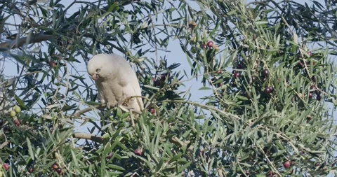 Parrots On Olive Tree, Feeding Stock-Footage 333553262