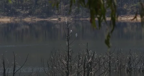 Parrots Over The tree, Water In Background Stock Footage 331269499