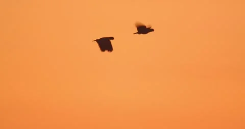 Parrots pair in flight appear as silhouettes against a fiery sunset, painting Stock Footage 306047569