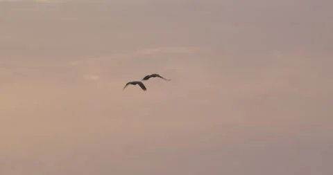 Parrots pair glide over Peru’s misty rainforest in twilight, wings slicing Video stock 307495666