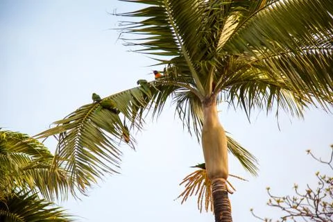 Parrots on palm tree Stock Photos