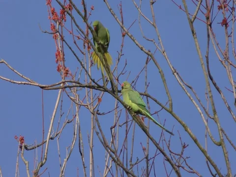 Parrots - Parakeets on a tree branch. 스톡 동영상 73407034