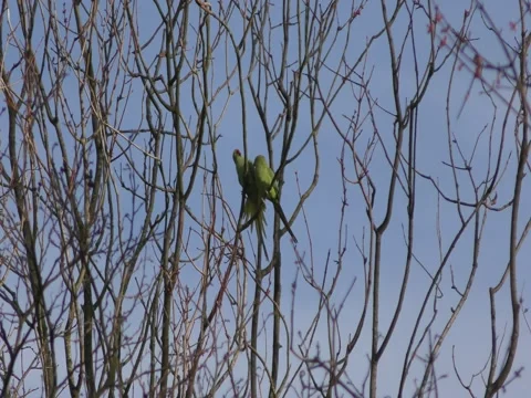 Parrots - Parakeets on a tree branch. Stock Footage 73459587