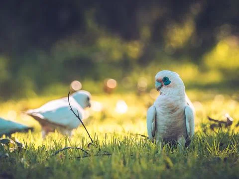 Parrots in Park 写真素材