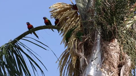 Parrots Perched on Palm Branch Stock Footage 276458908