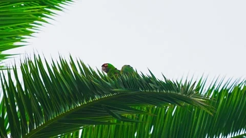 Parrots perched together on a palm tree with green feathers against a clear sky Stock Footage 310330301
