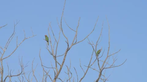 Parrots perched on tree branches against a bright blue sky in a calm natural Stock Footage 310330714