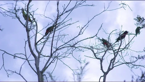 Parrots perching on bare tree Stock Footage 76139533