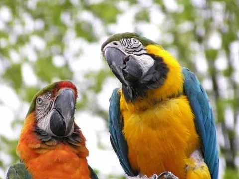 Parrots Stock Photos