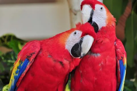 Parrots Fotos de archivo