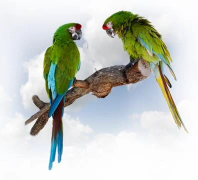 Parrots Stock Photos