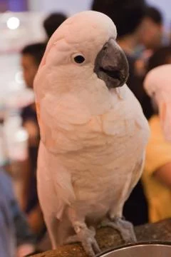 Parrots Stock Photos